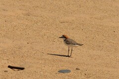Charadrius ruficapillus