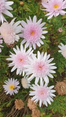 Argyranthemum