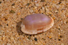 Naria erosa