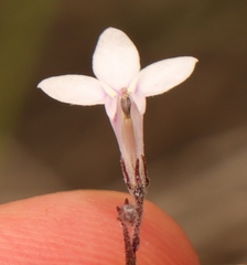 Lobelia patula