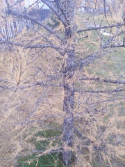 Larix sibirica