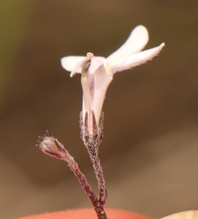 Lobelia patula
