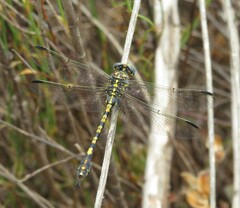 Paragomphus cognatus
