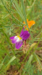Linaria maroccana