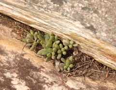 Curio crassulifolius