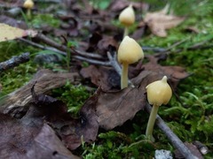 Entoloma murrayi