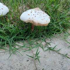 Chlorophyllum hortense