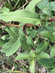 Hygrophila pogonocalyx