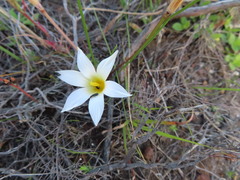 Romulea flava