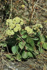 Hylotelephium caucasicum