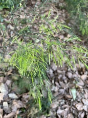 Asparagus setaceus
