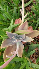Graptopetalum