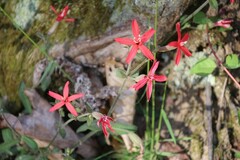 Silene virginica