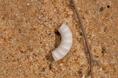 Spirula spirula