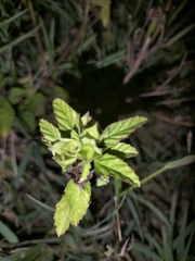 Malvastrum coromandelianum