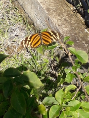 Eueides isabella eva