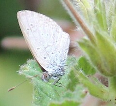 Zizeeria knysna knysna