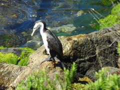 Phalacrocorax varius varius
