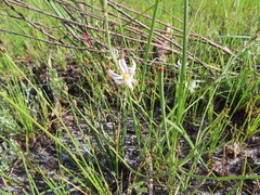 Trachyandra revoluta