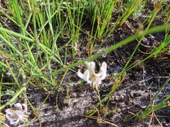 Trachyandra revoluta