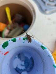 Leptoglossus corculus