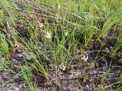 Trachyandra revoluta