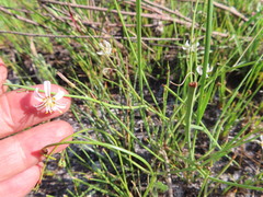 Trachyandra revoluta