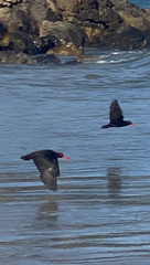 Haematopus fuliginosus
