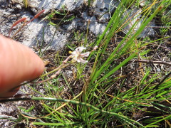 Trachyandra revoluta