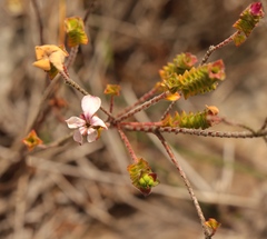 Acmadenia tetragona