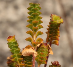Acmadenia tetragona