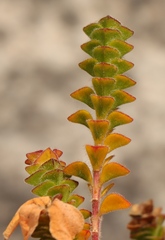 Acmadenia tetragona