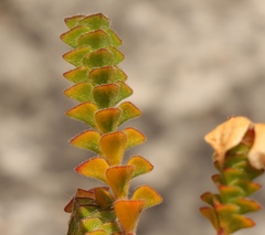 Acmadenia tetragona