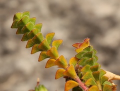 Acmadenia tetragona
