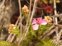 Acmadenia tetragona