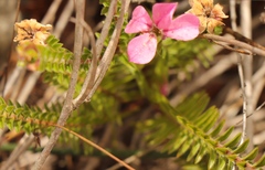 Acmadenia tetragona