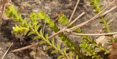 Acmadenia tetragona