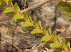 Acmadenia tetragona