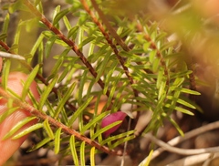 Acmadenia tetragona