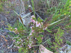 Erica mauritanica