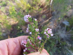 Erica mauritanica