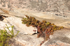 Crassula rubricaulis