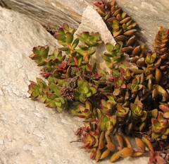 Crassula rubricaulis