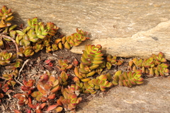 Crassula rubricaulis