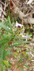Billardiera cymosa