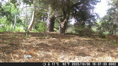 Caracal caracal caracal