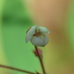 Desmodium arizonicum
