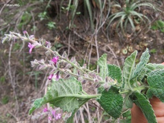 Aloysia