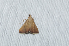 Endotricha theonalis