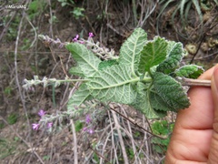 Aloysia